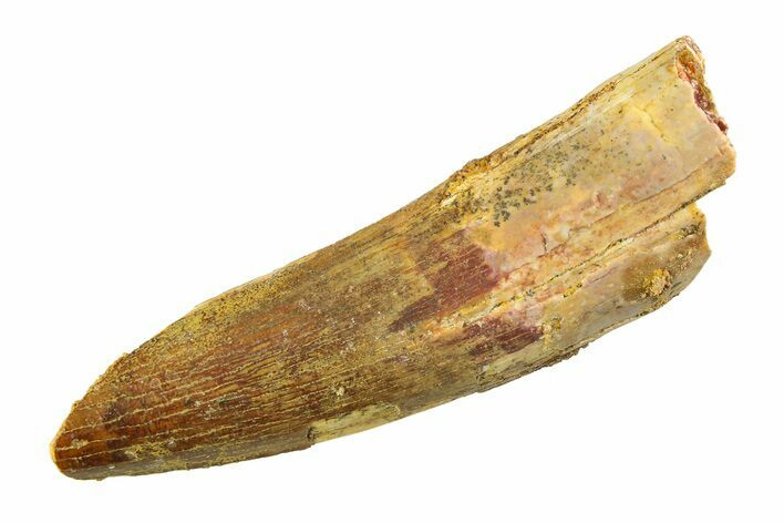 Fossil Spinosaurus Tooth - Feeding Worn Tip #351582